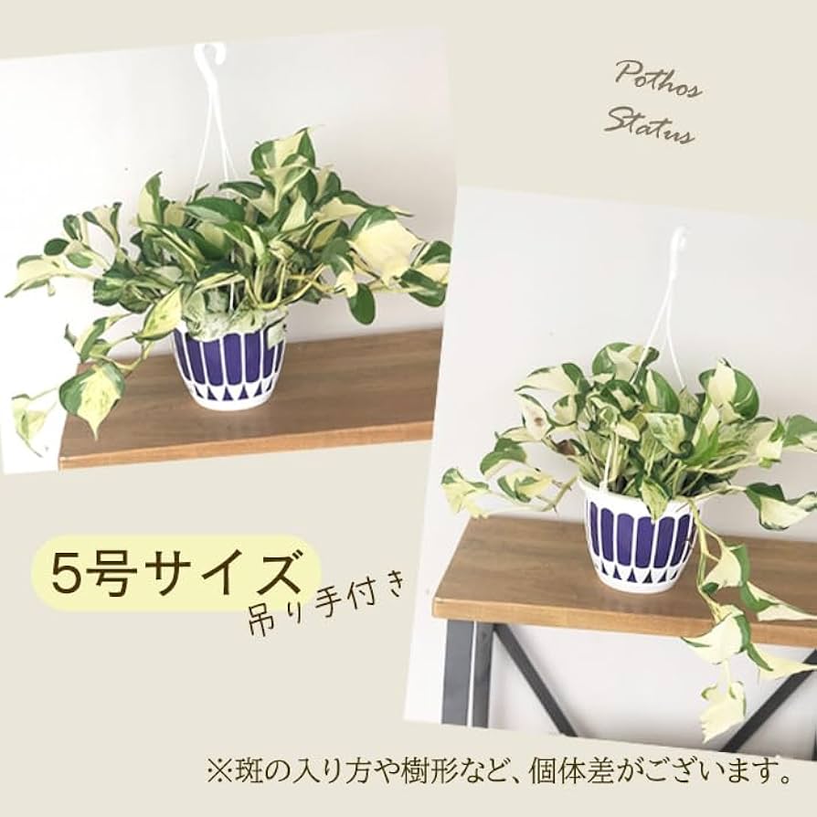 Amazon｜観葉植物 ポトス ステータス 5号 吊り鉢 吊り下げ